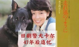 警犬卡尔在线观看,忠诚守护，智慧追踪